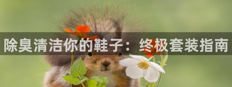 凯时国际app登录：除臭清洁你的鞋子：终极套装指南