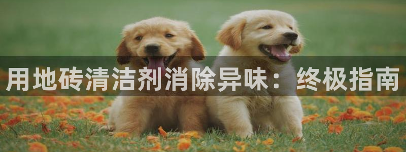 下载凯时AG旗舰厅首页：用地砖清洁剂消除异味：终极指南