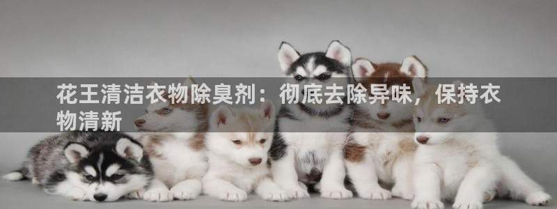 z6尊龙官方网站：花王清洁衣物除臭剂：彻底去除异味，保持