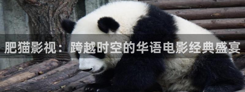 晴天影视正版：肥猫影视：跨越时空的华语电影经典盛宴