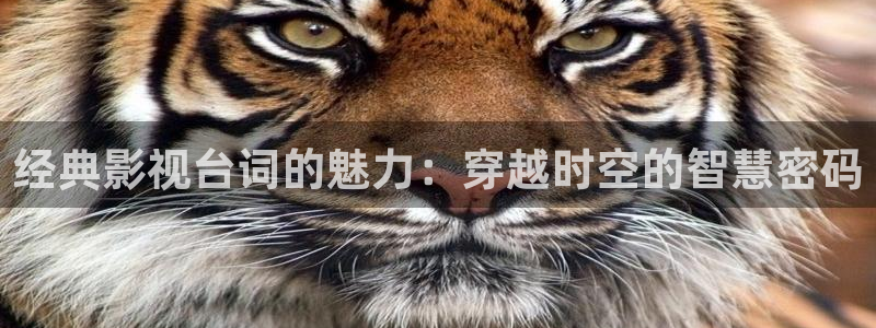 晴天影视下载最新：经典影视台词的魅力：穿越时空的智慧密码
